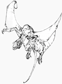 QomJha
