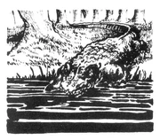 Crocodile