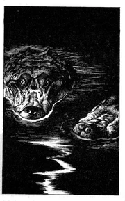 Crocodile1