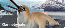 Gannetwhale