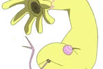 Nyororo