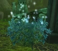 Stardust Covered Bush.jpg