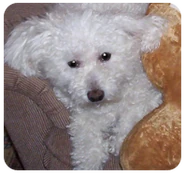 Chipper
