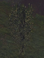 Fissure Plant.jpg