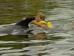Billydolphins