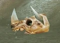 Kodo Bones.jpg