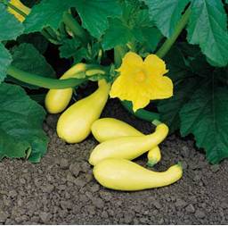 CrookneckSquash