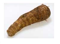 Tubers taro