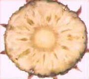 Pineapple2