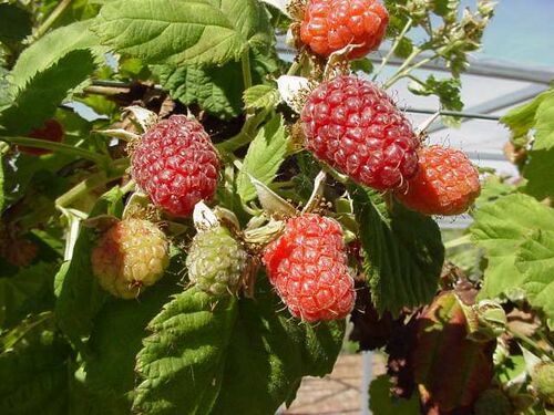 loganberries-steve-dan-s-fresh-b-c-fruit