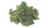 Lettuce escarole