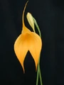 Saffron.jpg
