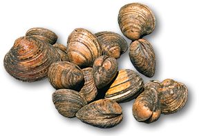 Clams