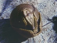 Armadillofilm.jpg