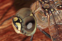 Dragonfly compound eyes02