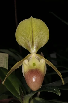 Paph. helenae