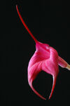 Masdevallia barlaeana