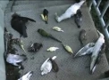 Birdsportal
