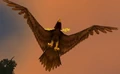 Duskwing Eagle.jpg