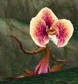 Scarlet Ivy.jpg