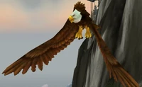 Image of Fjord Hawk Matriarch