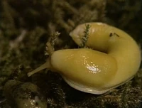 Imaslug.jpg
