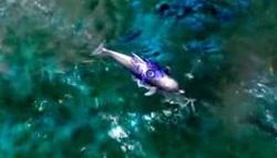 Dolphin