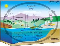 Carbon cycle.png