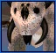 Ursadon.jpg (3 KB) Ursadon