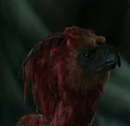 Fawkes.JPG