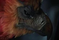 Fawkes2.JPG