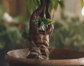 Mandrake2.JPG