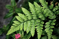 Fern-8357