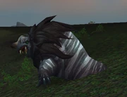 Bull Lion Seal