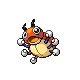 Ledyba DP hembra