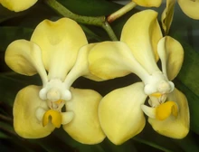 Vanda dearei.jpg
