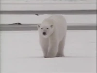 Song.Polarbear.jpg