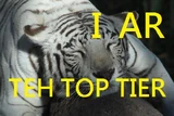 Bengaltigerfixed