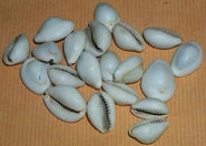 Seeds cowries