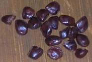 Tamarindseeds