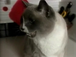 Whatsoundacatmakes