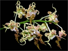 Dendrobium spectabile