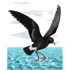 PETREL