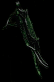 D2-u-Gutsiphon