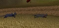 Kitty.png