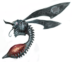 Chykka adult