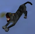 Black Cat.jpg
