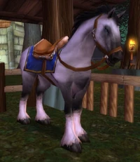Riding White Stallion
