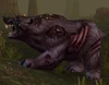 Diseased Grizzly