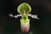 Paphiopedilum glaucophyllum